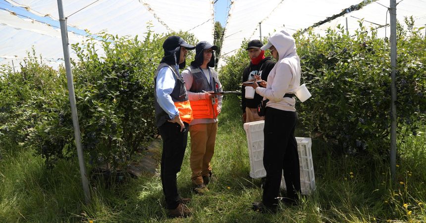 Dirección del Trabajo lanza Programa Nacional de Fiscalización Agrícola de Temporada 2025-2026 con operativo en Los Ríos