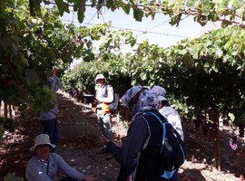Dirección del Trabajo fiscaliza trabajo agrícola de temporada en Valle del Elqui