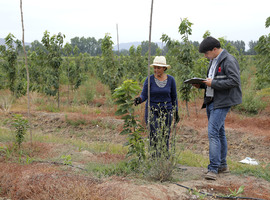 Trabajo agrícola de temporada: DT realizará 400 fiscalizaciones a nivel nacional