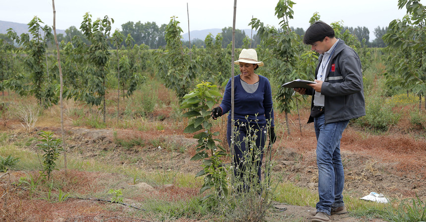 Trabajo agrícola de temporada: DT realizará 400 fiscalizaciones a nivel nacional